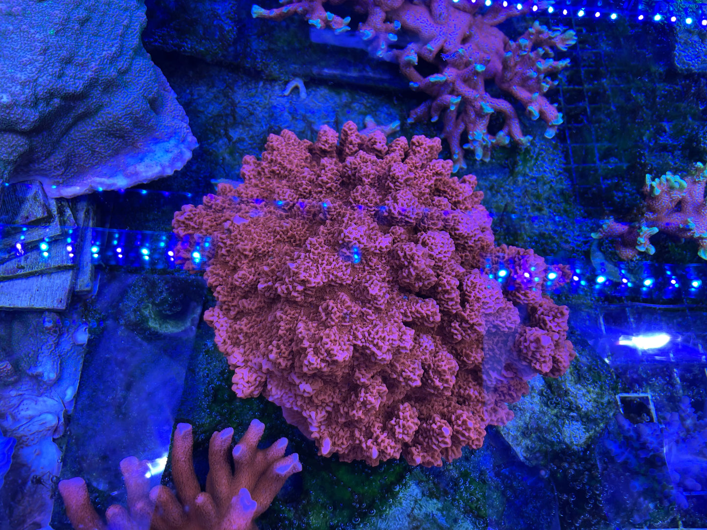 Colony - REEFBUM orange setsosa