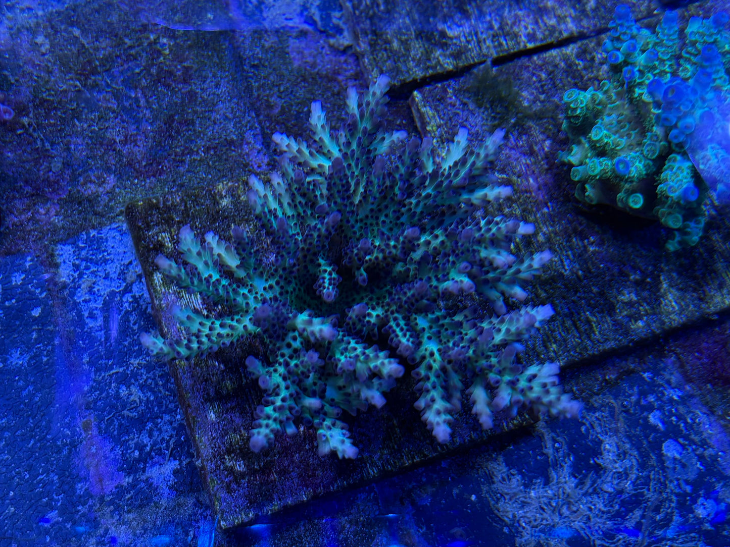 Colony - RR Vihn