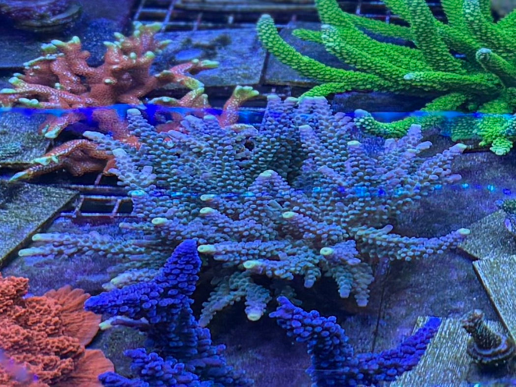 Colony - Yellow tipped acro