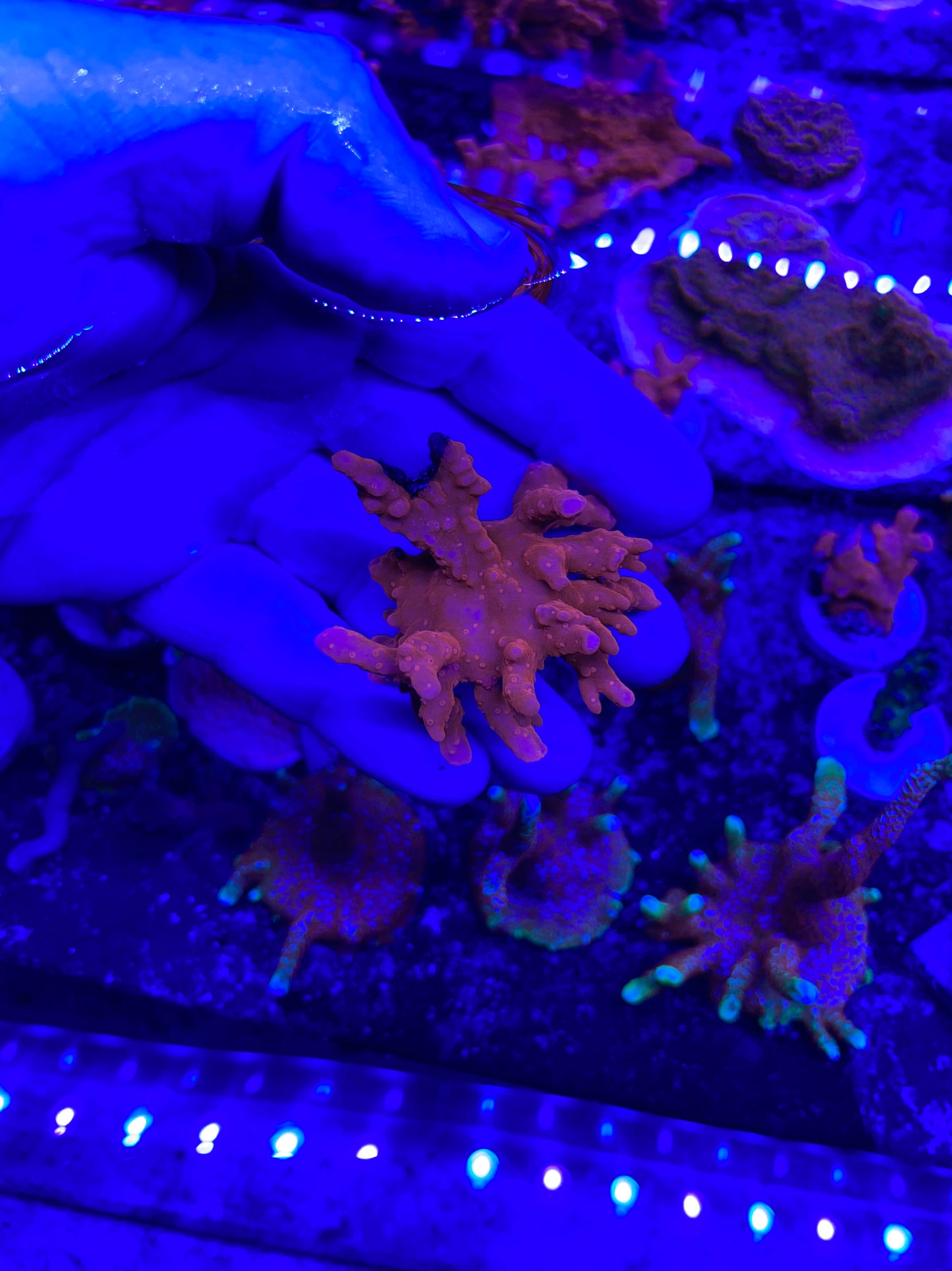FRAG - REEFBUM Setosa