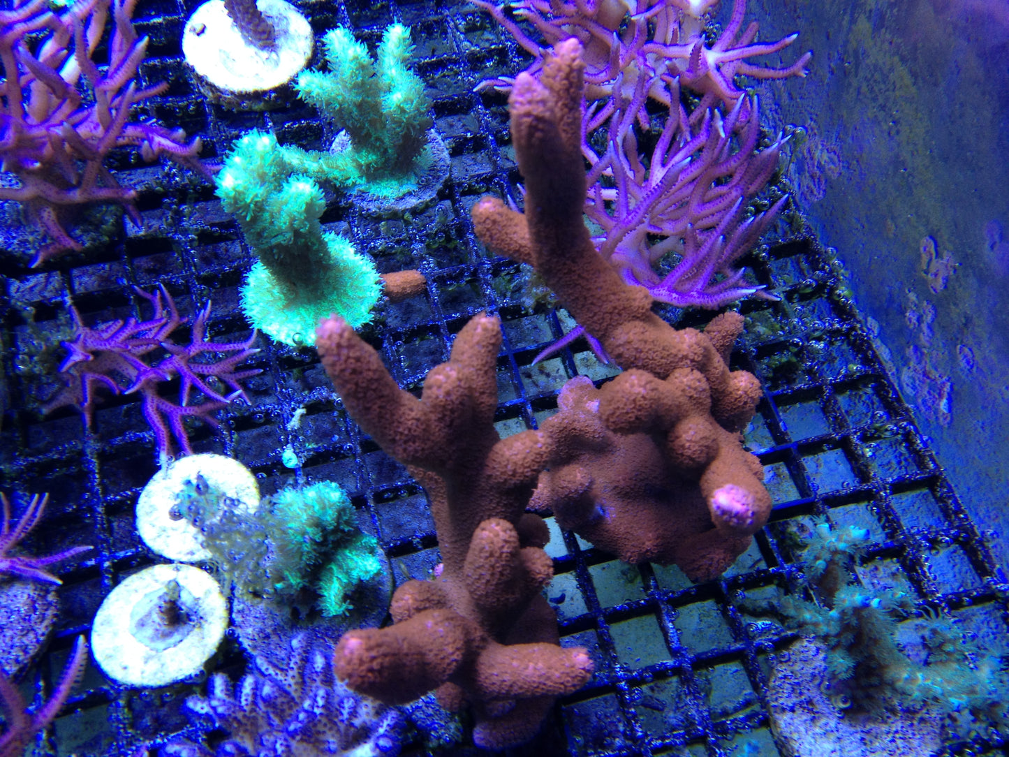 FRAG - orange digitata