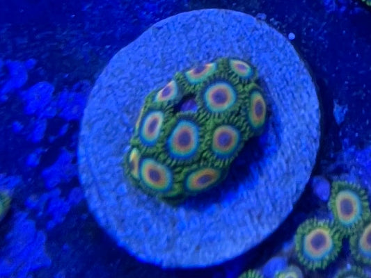 Frag -Rastas