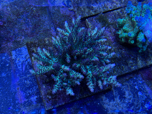 Colony - RR Vihn