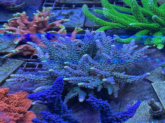 Colony - Yellow tipped acro