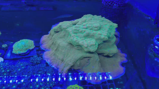 Colony - Montipora